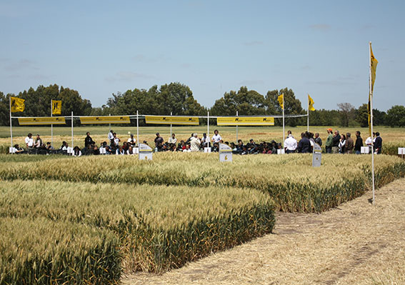 Jornada a campo de Nidera